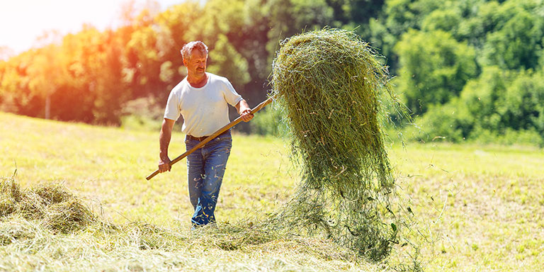 A man carries a pile of dry grass on a pitchfork in a sunny field